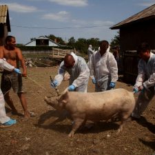 Procurorii lui Kovesi – Pesta porcina olteneasca – Porcii – nepotilor lui – Paul Stanescu s-au imbolnavit de la furajele pe baza de fonduri europene