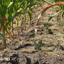 Agricultura, te halesc! Rarul umple carul, desul umple fesul. Ingrasamintele chimice, in conditii de seceta, fac mai mult rau